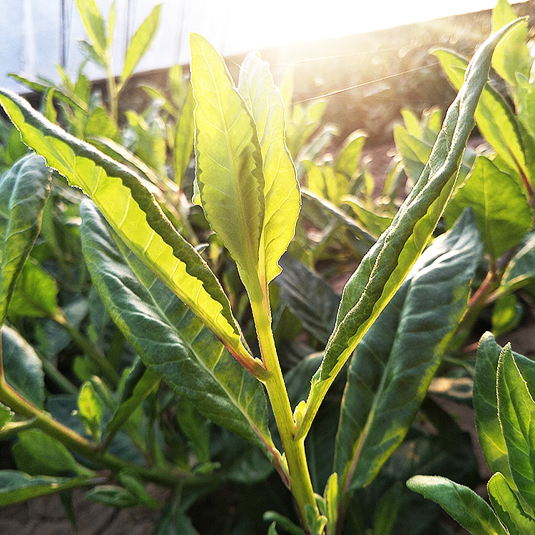 草苗明月金鸡毛草泰国仙草白背菜三七香草蔬菜绿植