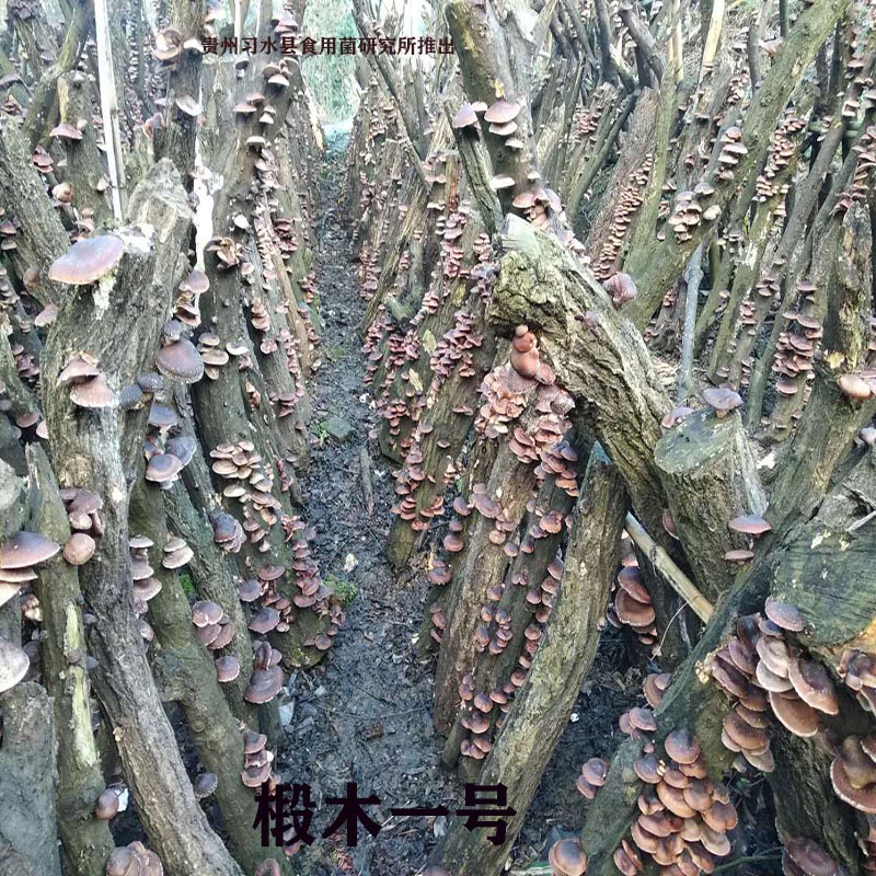 菌种香菇椴木母种一级种原种马桑菌种子种植种种食用菌菌种
