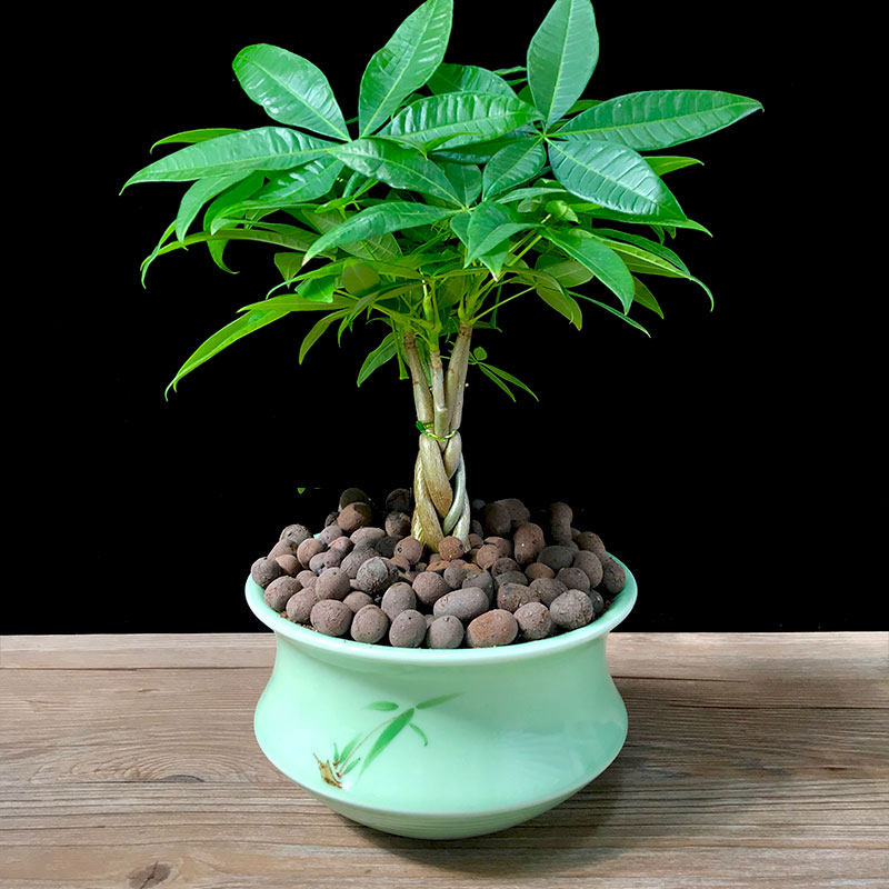 辫子发财树盆栽植物室内客厅招财摆件真树桌面绿植