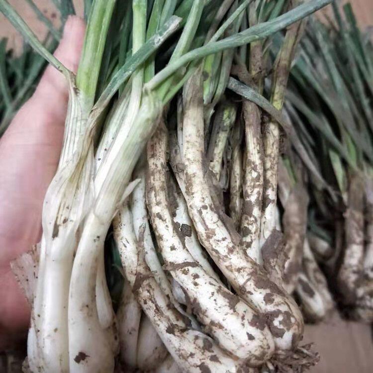 农家教头新鲜蔬菜带叶泡菜用荞头天然藠头茭头其它