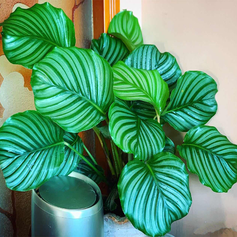 圆叶竹芋青苹果盆栽水培好养办公办公室室内客厅时令草本花卉