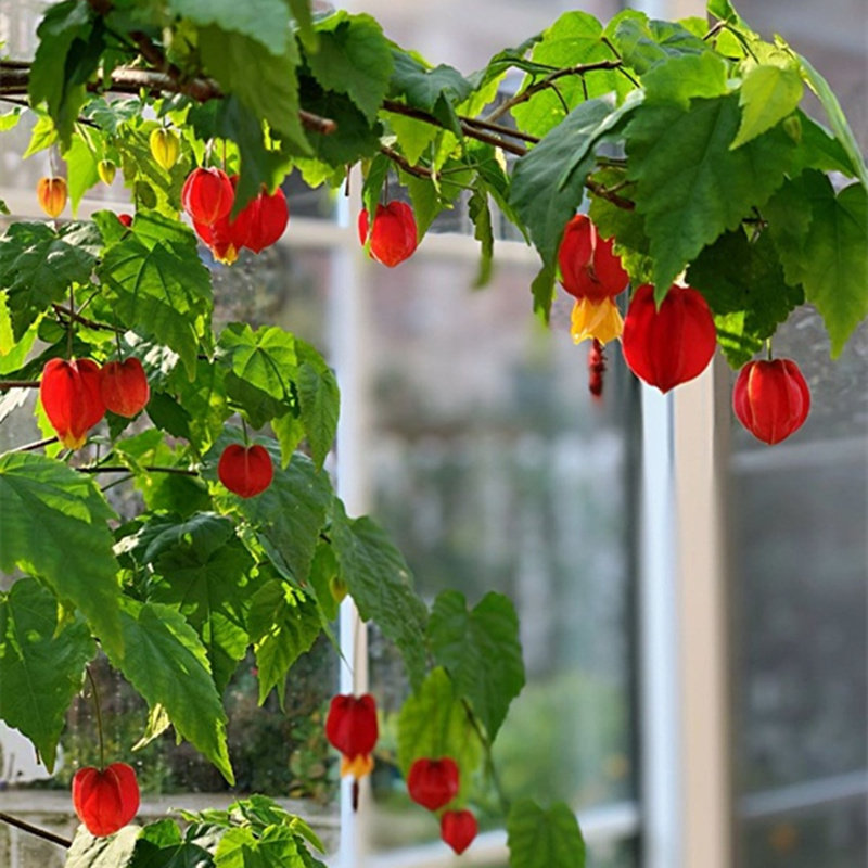 植物藤本爬藤盆栽灯笼花苗蔓性四季开花花卉时令草本花卉