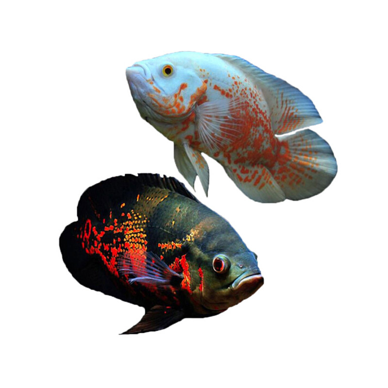 地图鱼花猪猪仔鱼中大型淡水热带鱼活体包损包邮活体风水鱼招财鱼