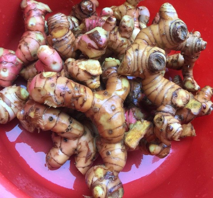 南姜潮汕新鲜香料蓝姜姜潮州潮州姜野生野生姜头其它