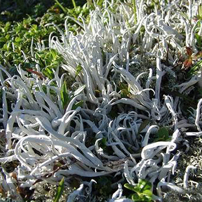 丽江白雪野生茶叶养生天然雪山珍品云南土特产养生茶