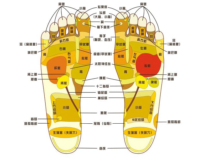 脚心具体位置图片