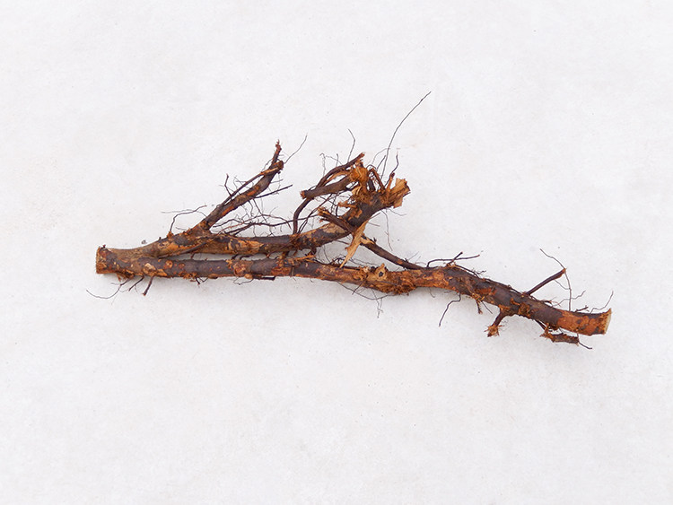 栗子野生新鲜现挖正品板栗根干毛栗树根中药材其他药食同源食品