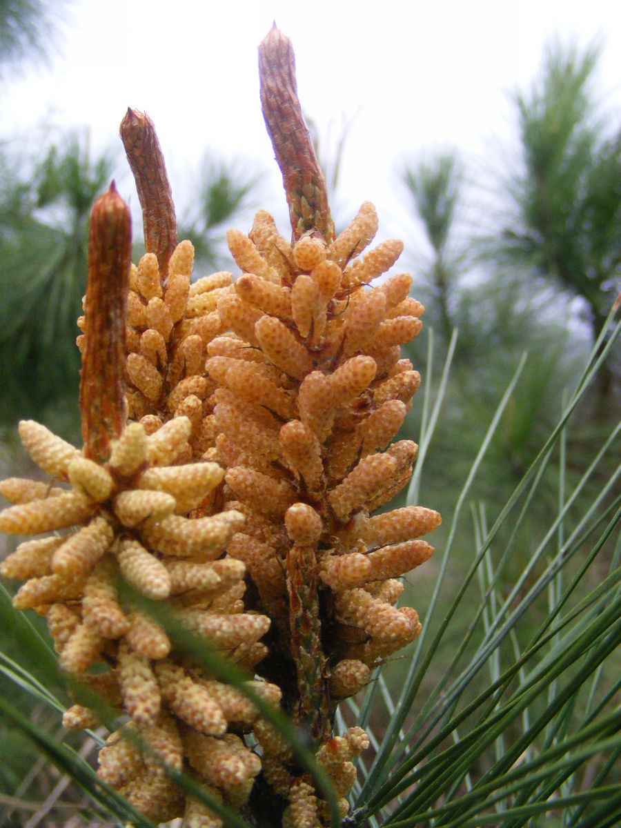 松花松树22年新货新鲜包邮马尾马尾松松花粉花朵其他药食同源食品