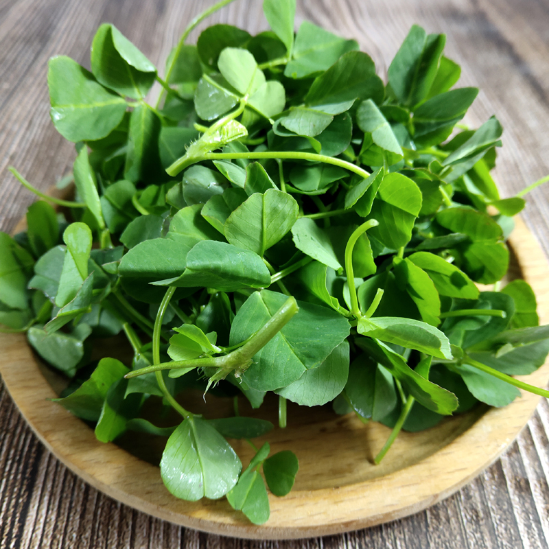 新鲜草头本地500g上海农家三叶蔬菜菜金花菜叶菜类