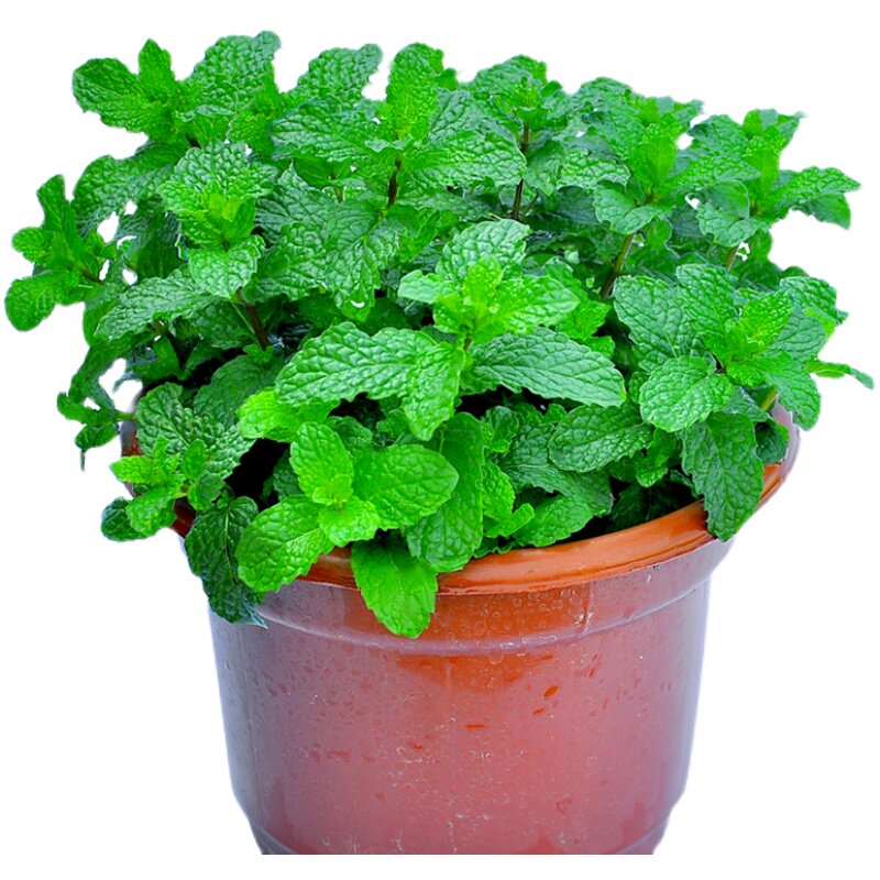 薄荷食用盆栽紫苏九层塔迷迭香台湾罗勒新鲜香菜绿植