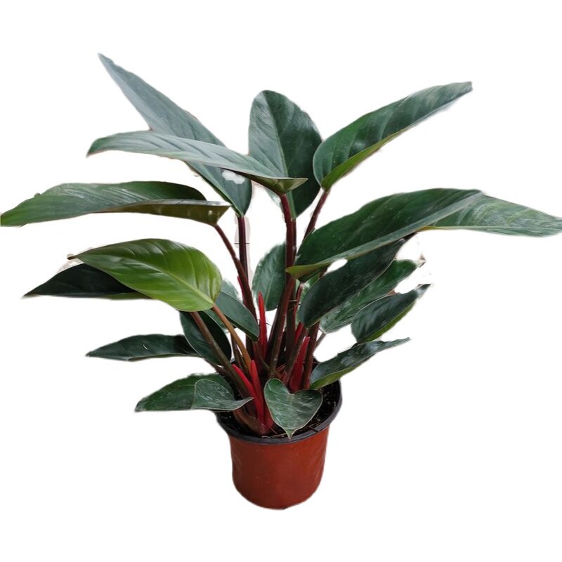 花卉红钻金钻大叶盆栽绿植落地居家大型四季绿植