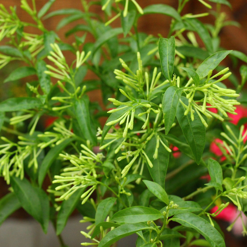浓香阳台庭院蚊虫植物夜来夜来香香花香花树树苗鲜花拱门