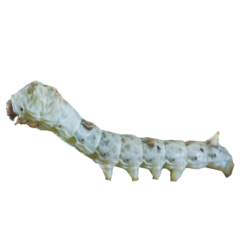 科普四川川天然彩蚕宝宝学生学生科科学养蚕套装蚕宝宝