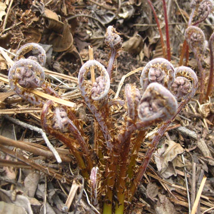 东北特产野生新鲜腌制猴子腿山菜系系列天然其它