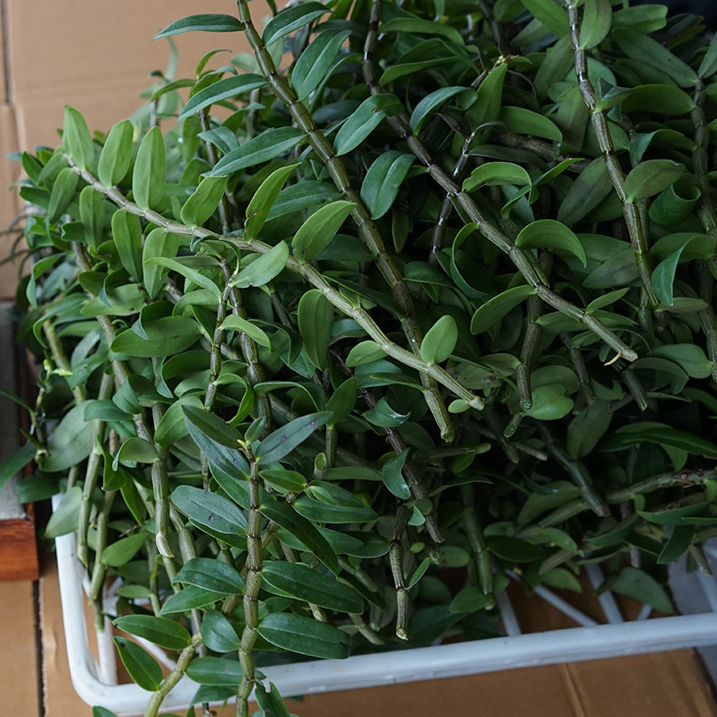 带叶叶新鲜枫斗吊兰新鲜地带铁皮产地正宗雁荡山石斛