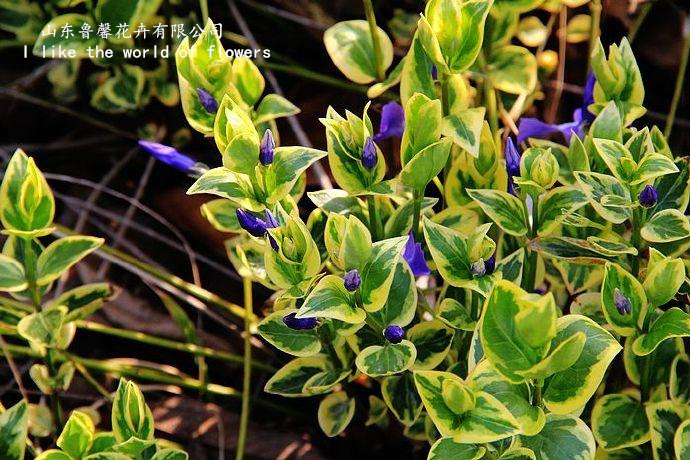 万圣节长春花苗金叶花叶红茎耐寒耐热宿根四季花卉