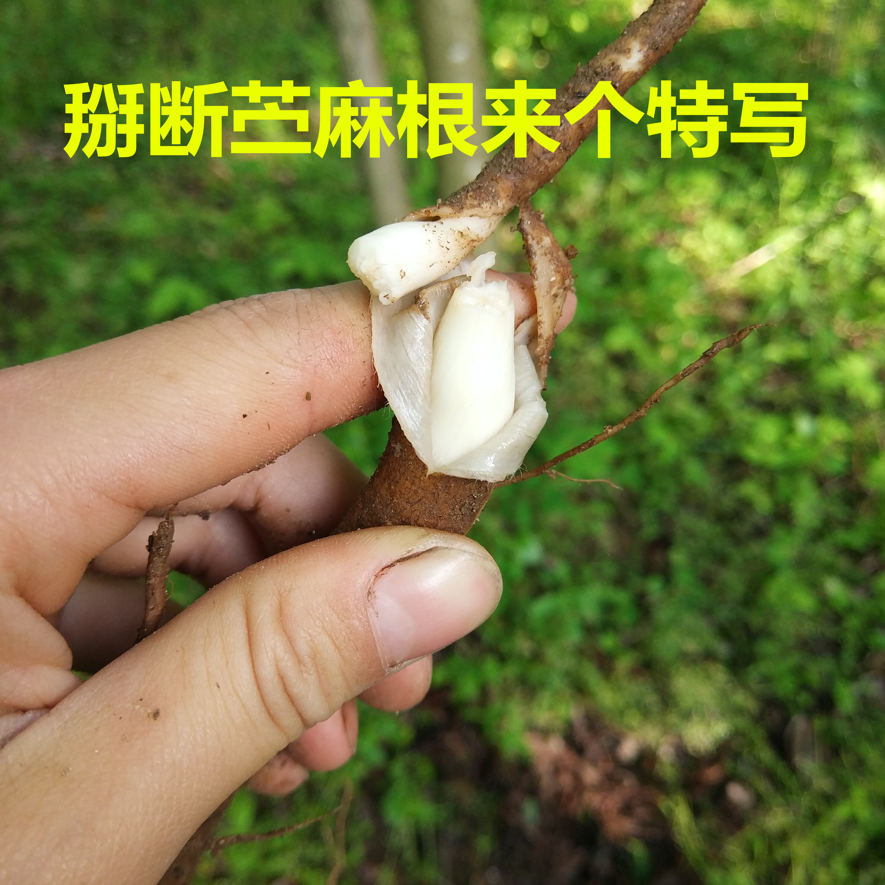 野生新鲜苎麻根,苎麻根苎麻头止血安胎中药材,500克包邮