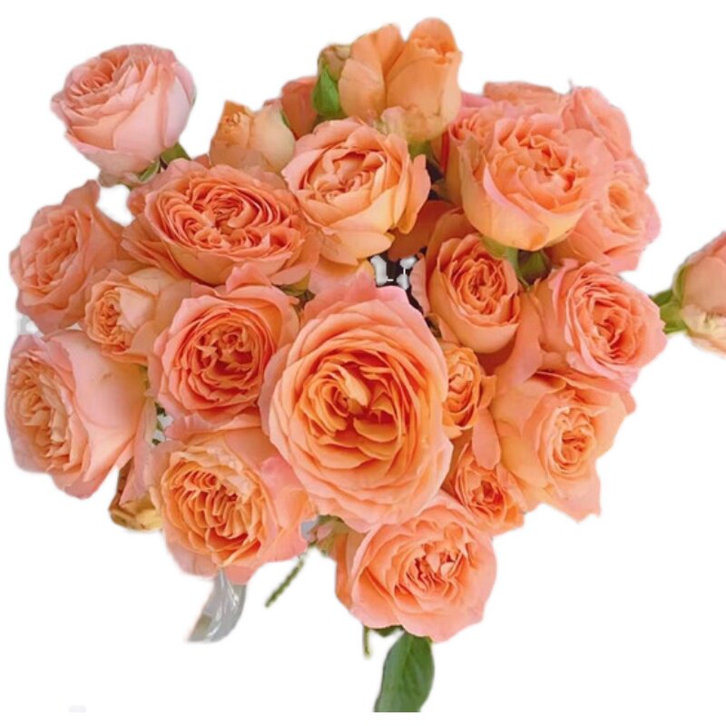 杏色蕾丝蔷薇多头玫瑰鲜花生日爱情礼物阳光鲜花速递同城