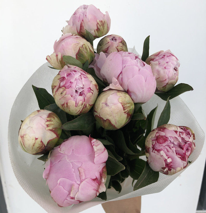 女神母亲节芍药鲜花阳光灿烂多层花朵生日家庭生活鲜花速递同城