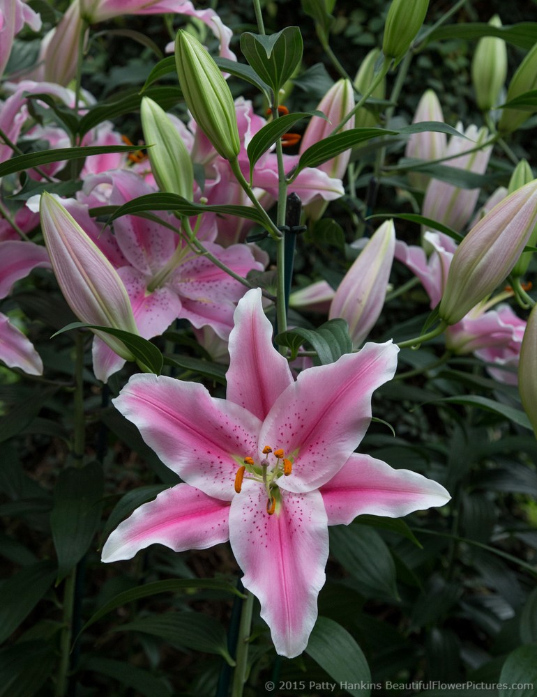 进口粗芽经典香水百合种球百粉索邦种球