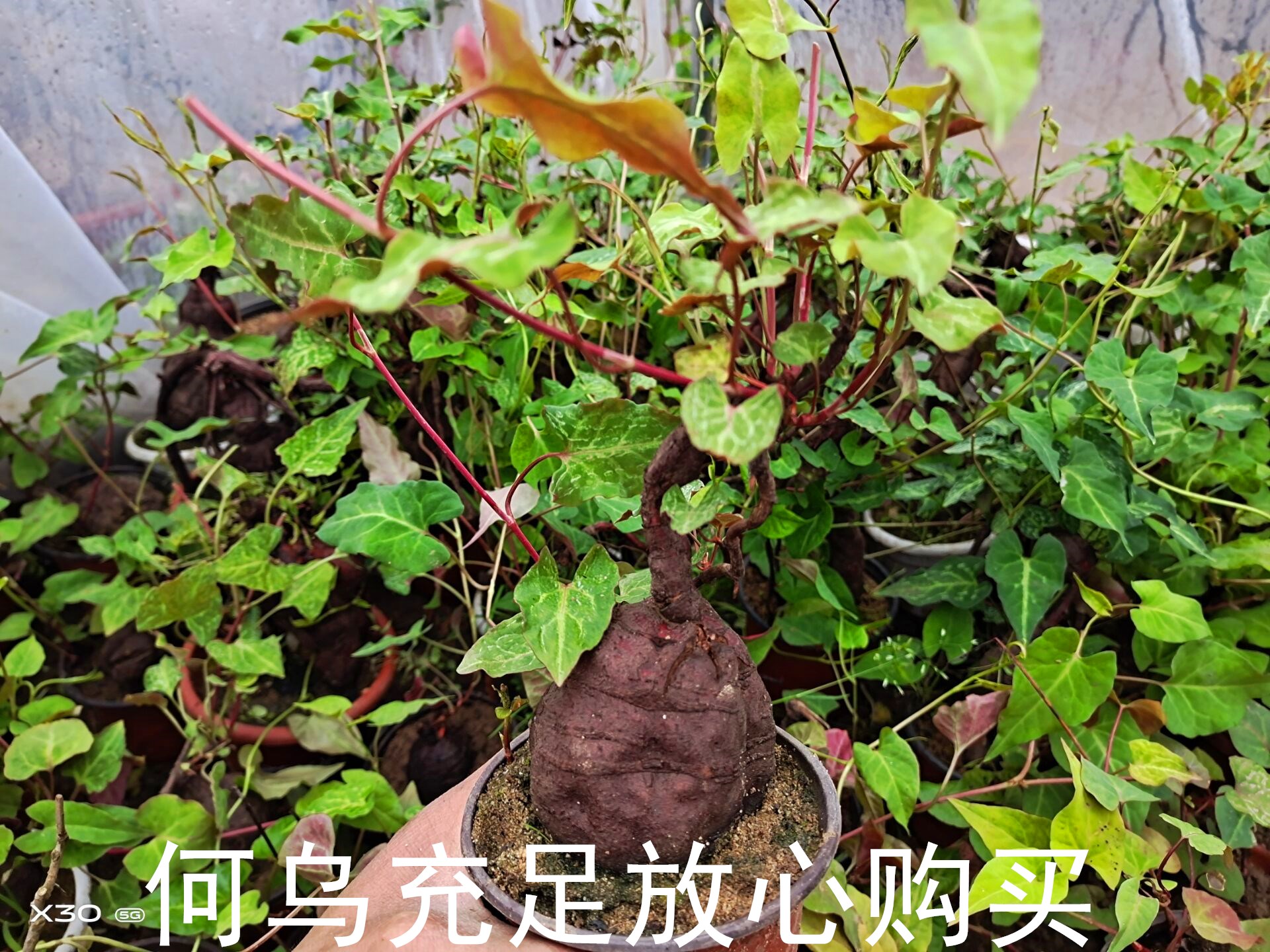 何首乌苗子盆栽种子种植植苗爬藤植物绿植