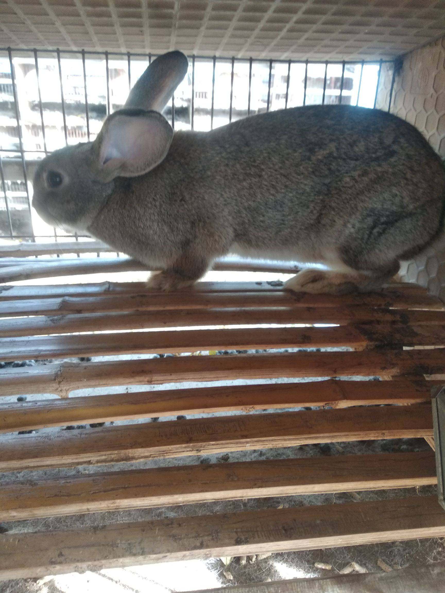 比利时巨型兔苗大型肉兔子活体肉兔杂交兔苗可繁殖可长40多斤包邮