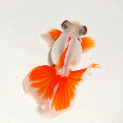 蝶尾熊猫金鱼精选反翘奶牛活鱼观赏鱼冷水中型鱼