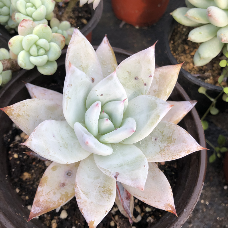 墨西哥巨人人多一物一拍老桩北极熊超大雪球包邮多肉植物