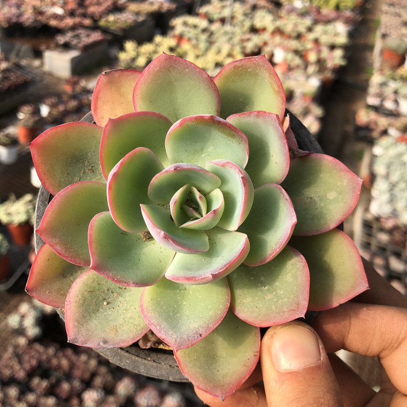 美国蓝光多肉植物老桩超大薄叶三仙广寒宫晚多肉植物