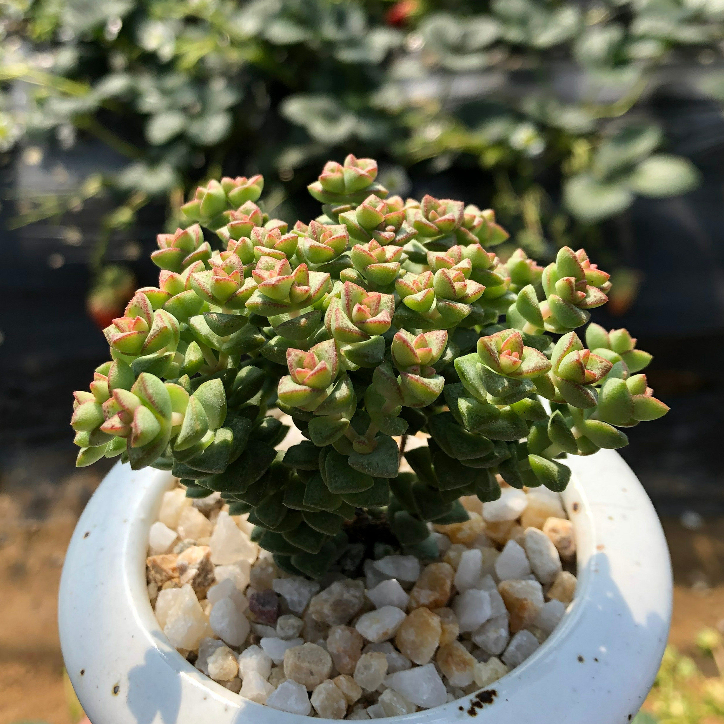 小米米星多肉老桩包群生多头一物一拍含盆带土多肉植物