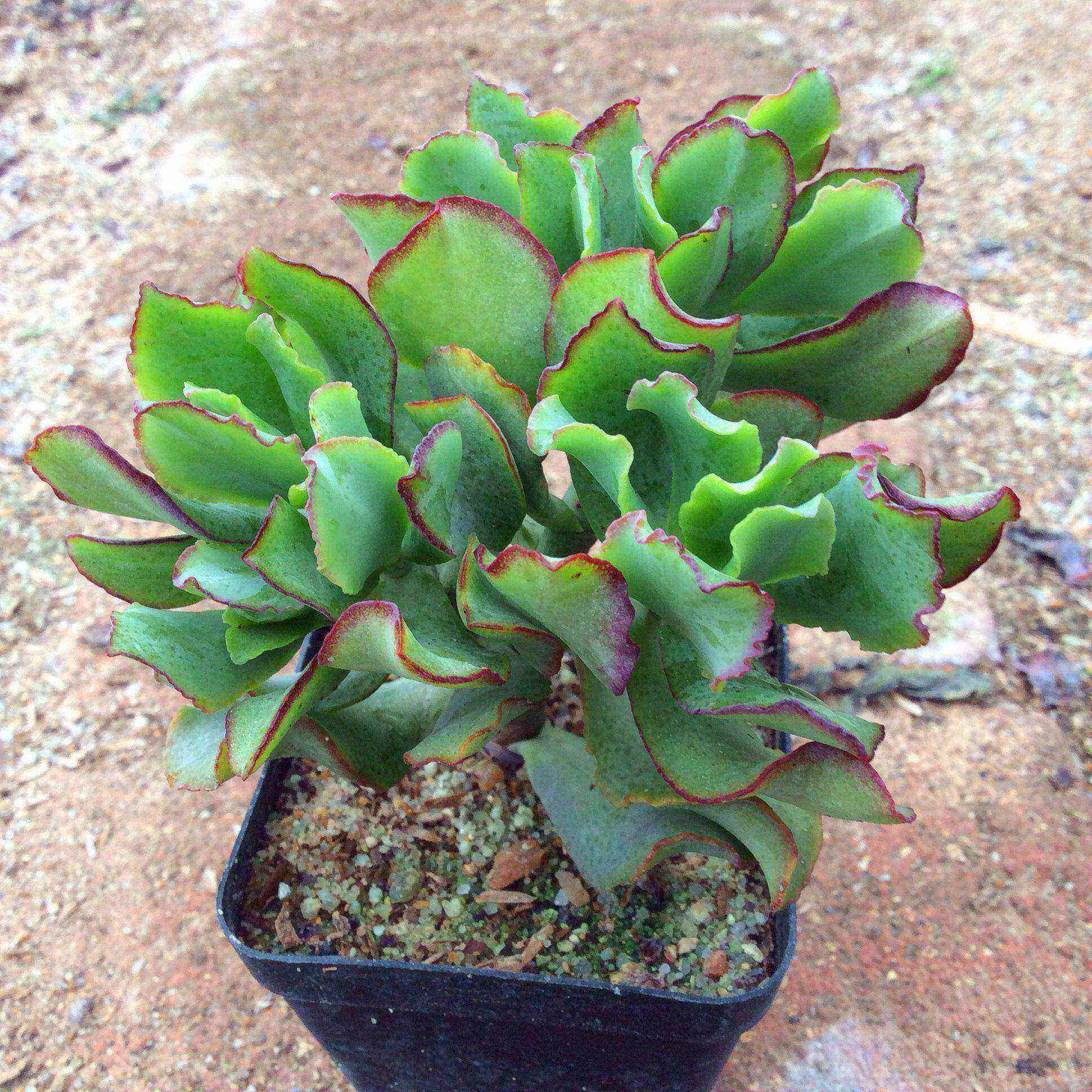 花月海带多肉知更鸟植物玉树月老桩包群生大颗多肉植物