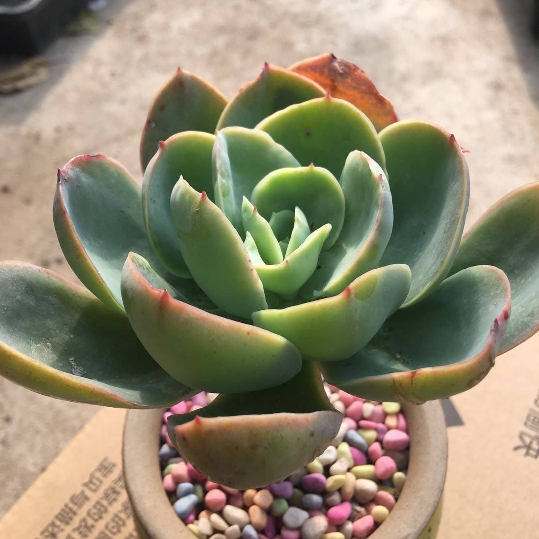 骑兵多肉植物老桩淇滨一物一拍组合多肉植物