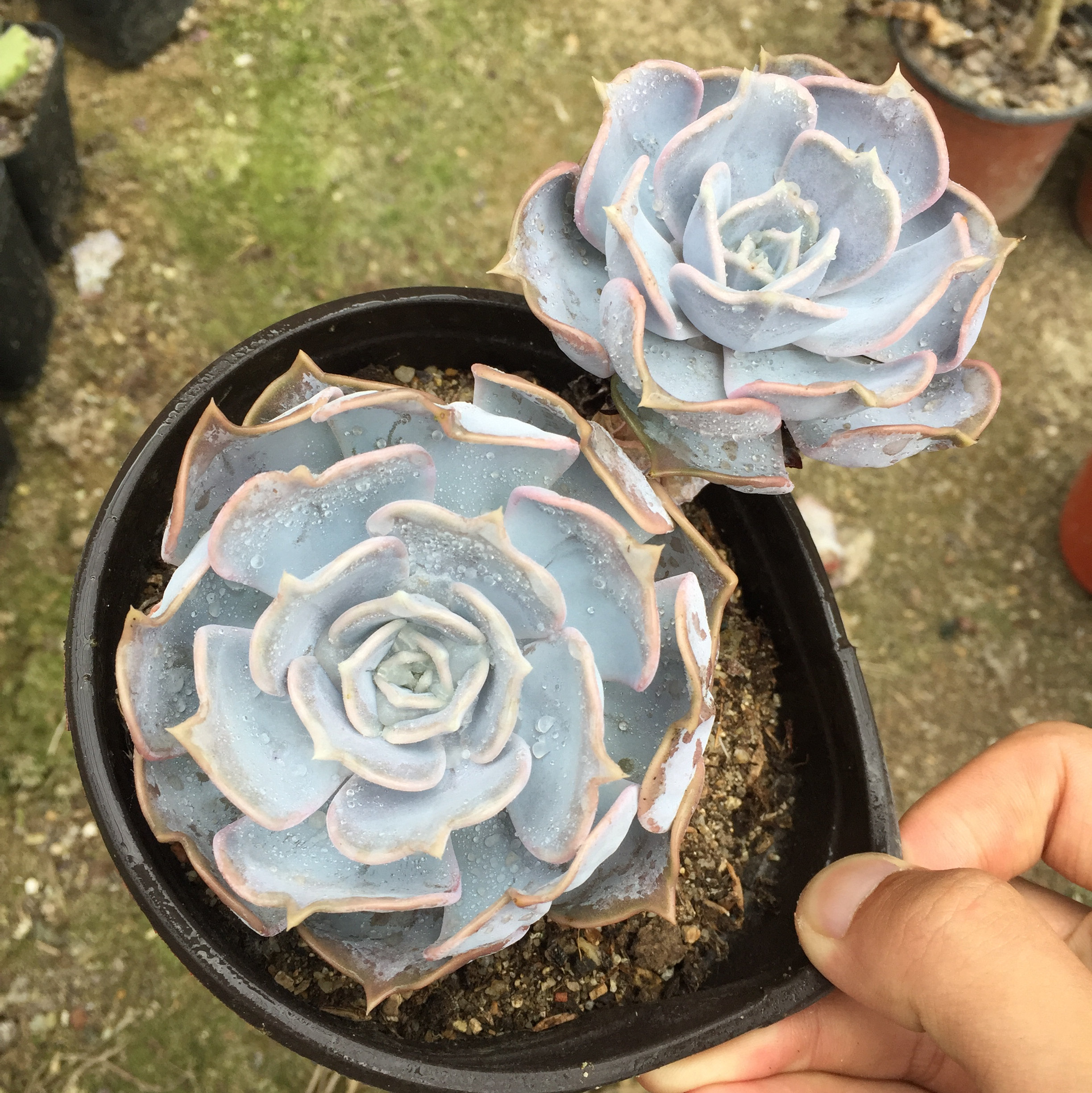 丽娜莲多植物老桩一物一拍多头群生大颗组合多肉植物
