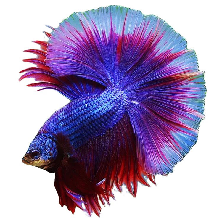 泰国斗鱼活鱼包邮鱼苗饲料鱼缸巨斗半月热带小型小鱼活观赏鱼活体