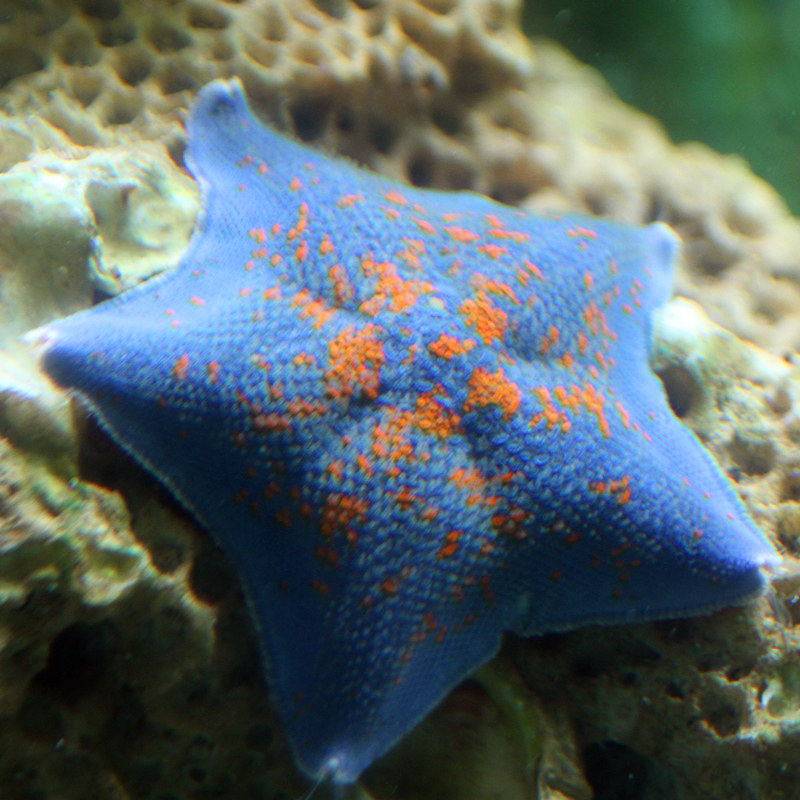 海星活物观赏海水宠物适合学生宿舍好养水母其它水族宠物