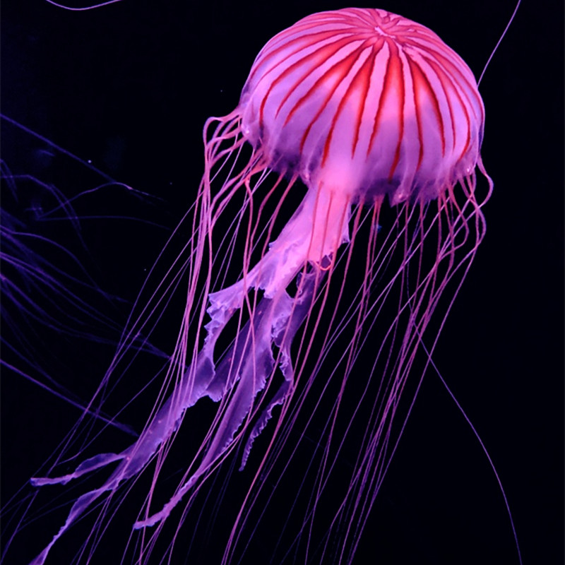 水母星海活物中大型观赏活体海洋馆人工繁殖冷水其它水族宠物