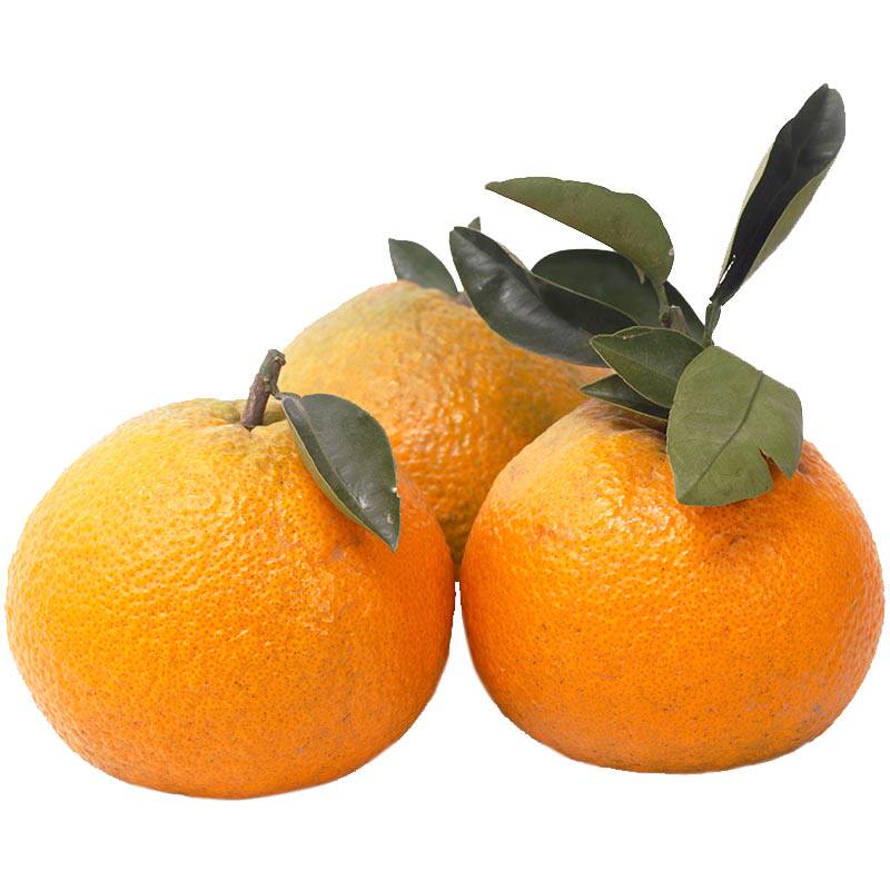 高橙温岭岙环特产浙江台州特色水果清热降火酸甜回味微苦水份爆汁