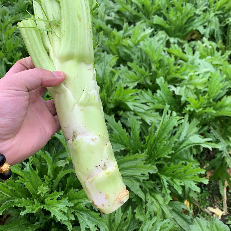 四川菜蔬新货5斤菜菜脑壳蔬菜生棒新鲜芥菜叶菜类