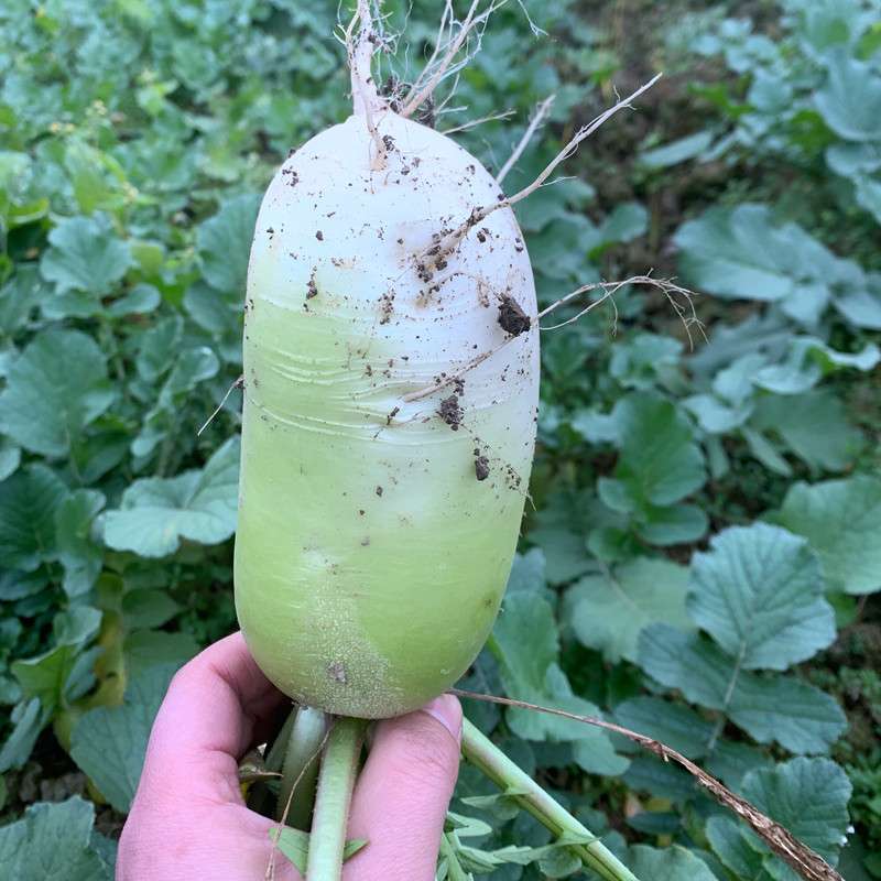 四川水果青萝卜露天种植新鲜蔬菜 绿萝卜5斤装水萝卜 非沙窝萝卜