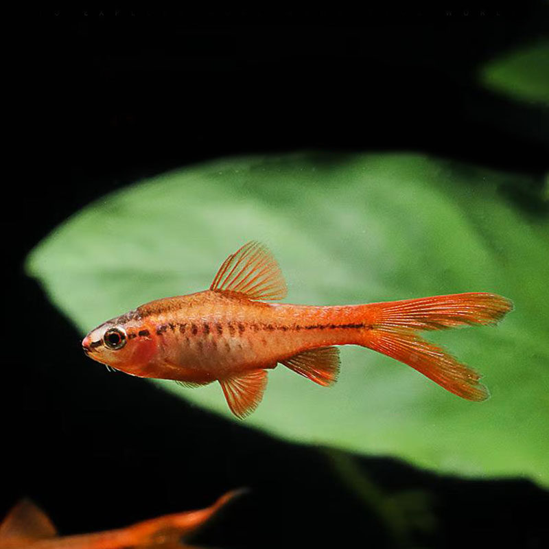 红玫瑰长尾樱桃灯鱼小型淡水鱼灯类热带观赏鱼活体鱼