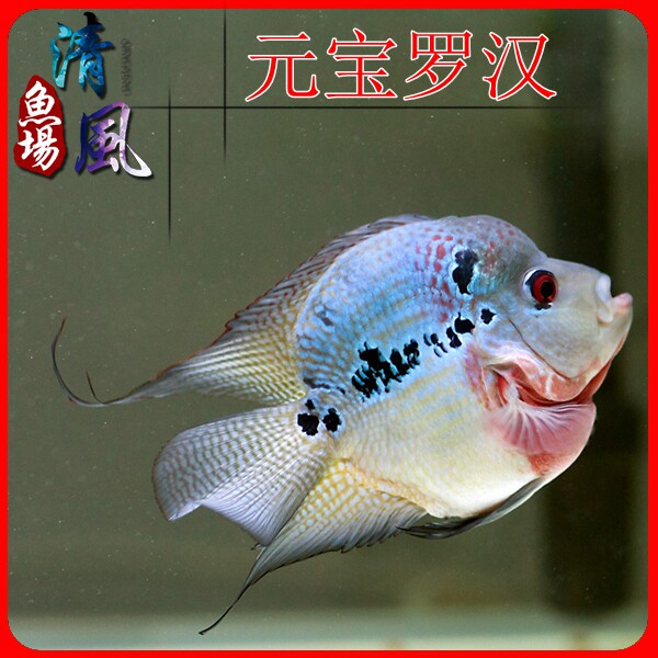 罗汉鱼元宝球型热带鱼观赏鱼水族宠物活体大型鱼包鱼