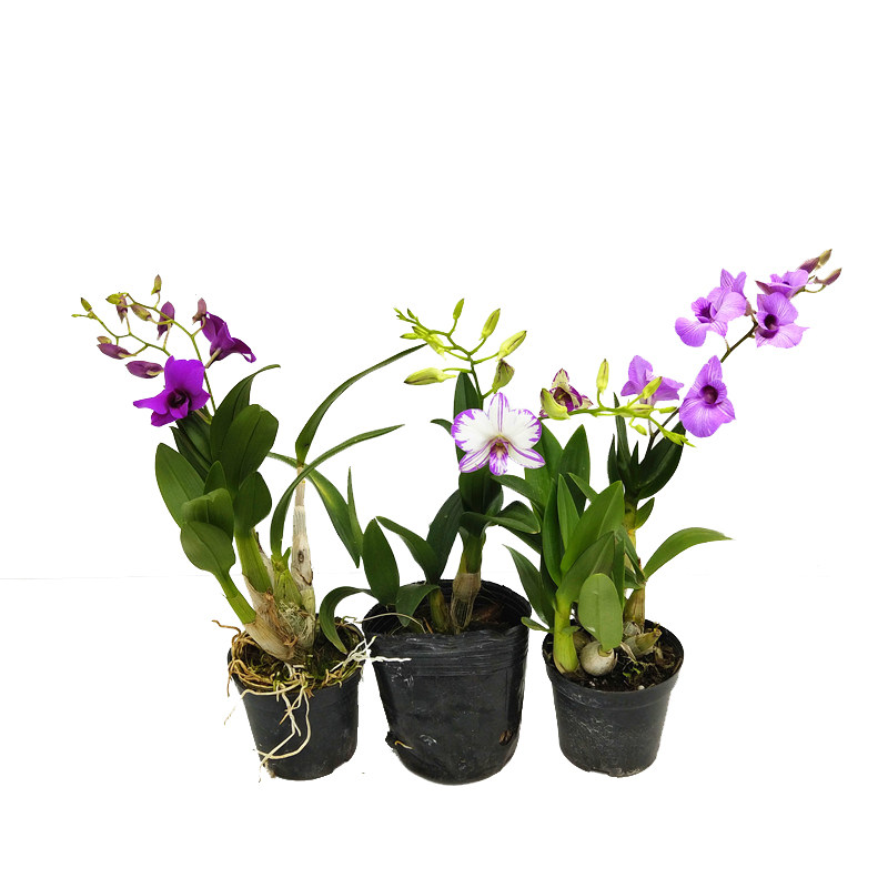 石斛兰花洋兰兰秋室内外桌面盆栽花卉净化空气四季绿植