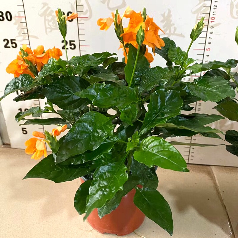 植物鸟尾赏花叶赏花养观热好庭院尾花花卉阳台时令草本花卉