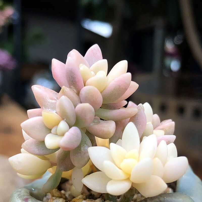 精品多肉植物姬秋丽锦彩色进口稀有品种罕见多肉植物