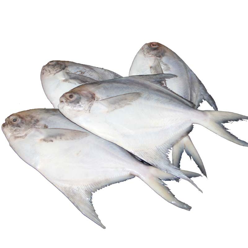 新鲜鲳鱼白昌银鲳2斤海平平鱼镜鱼鲜活海鲜鲳鱼