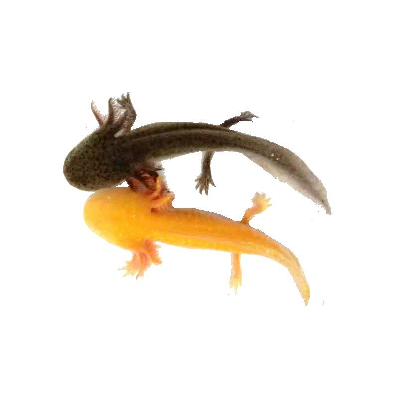 龙鱼六角淡水活体观赏鱼四脚冷水鱼蝾螈恐龙东方鱼