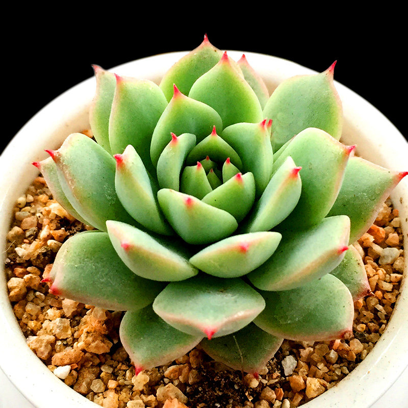 创业园艺 玉露 水晶寿 多肉植物多肉绿植盆栽花卉组合防辐射含盆