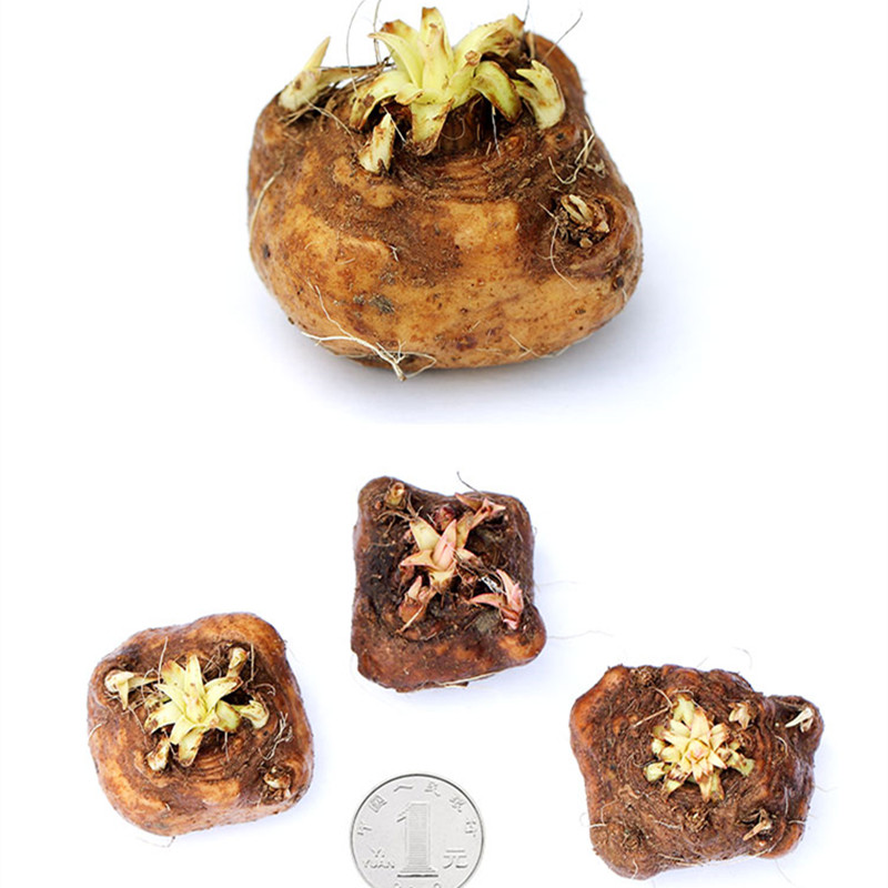 花卉花园左家进口蛇鞭菊种多年生宿根植物庭院种球