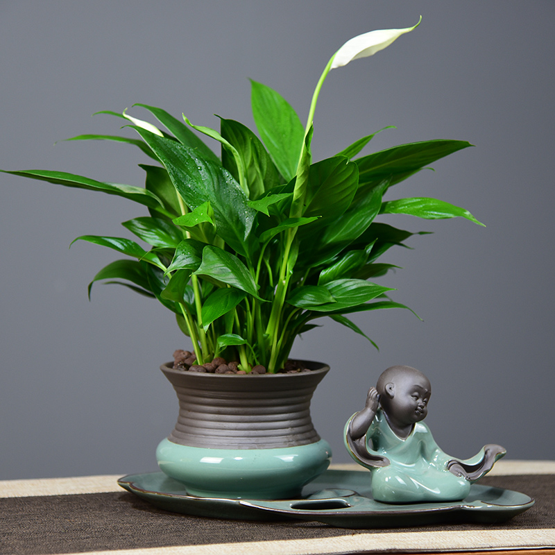 白掌盆栽白鹤绿植盆景客厅办公办公室室内花卉时令草本花卉