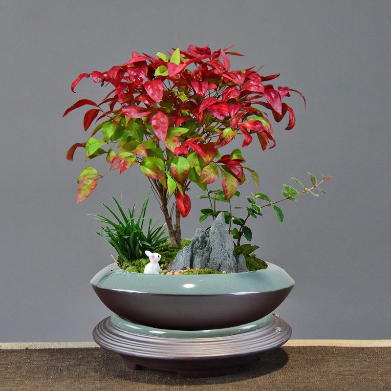 火焰四季观绿植红叶叶红叶植物南天室内盆景阳台绿植